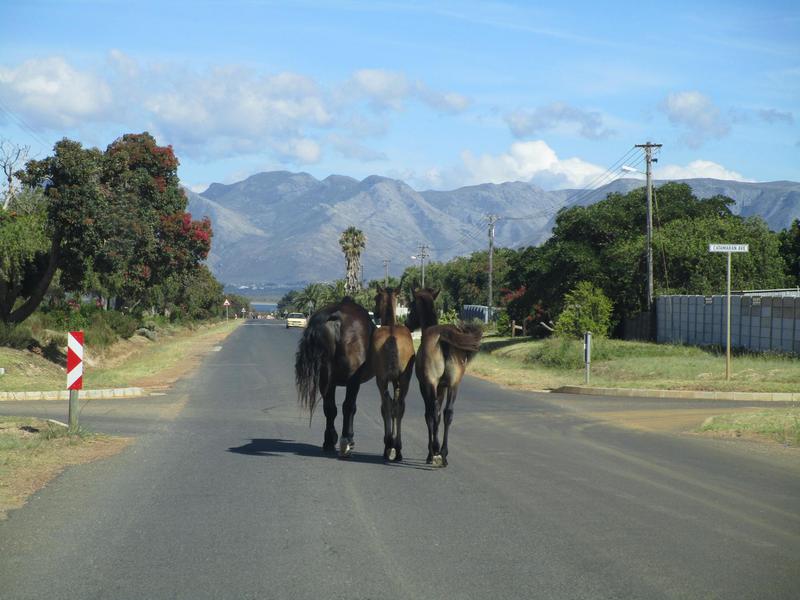 0 Bedroom Property for Sale in Fisherhaven Western Cape